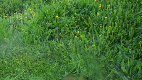 Man is mowing on dandelion meadow Stock Footage 95944110