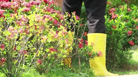 A Man Is Mowing the Garden Grass Video stock 258666445