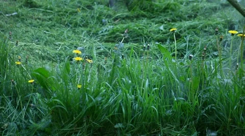 Man mowing grass Vidéo 8599044