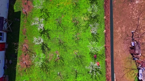 Man Mowing Grass in Fruit Orchard, Top Down Drone Timelapse Stock Footage 343617376