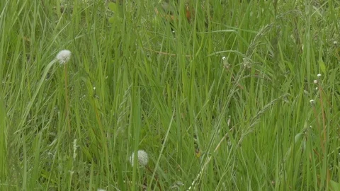 A man mowing the grass in the garden Stock Footage 76467793