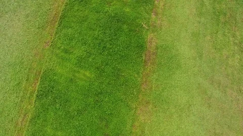 The man mowing grass in a lawn Stock Footage 82589751