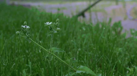 A man mowing the green grass Stock Footage 64776795