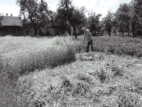 The man is mowing with spit. Stock Footage 81253874