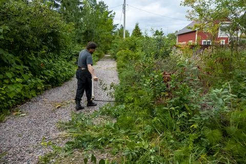 A man mows the grass with a authentic hand scythe. Stock Photos
