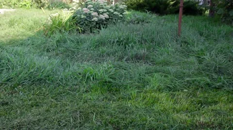 A man mows the grass Stock Footage 12518519