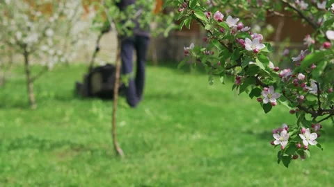 A man mows the grass with a lawn mower in a garden of flowering trees Stock Footage 192485764