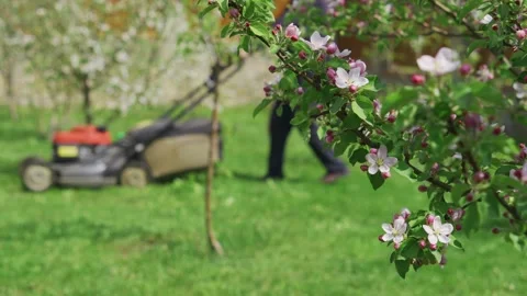 A man mows the grass with a lawn mower in a garden of flowering trees Stock Footage 195535886