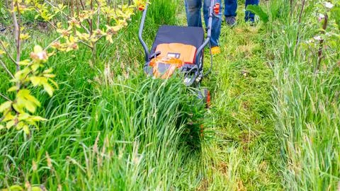 A man mows the grass on a path between rows of young trees with a lawn mowe.. Foto stock
