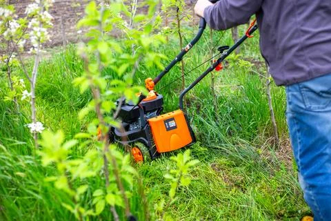 A man mows the grass on a path between rows of young trees with a lawn mowe.. Stock Photos