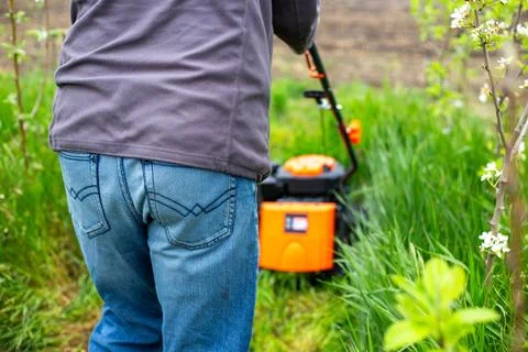A man mows the grass on a path between rows of young trees with a lawn mowe.. Stock Photos