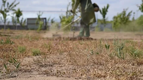 A man mows grass with a trimmer Stock Footage 131143618