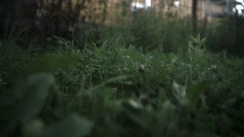Man mows the grass with a trimmer, lawn mower Stock Footage 100896726