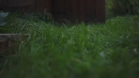 Man mows the grass with a trimmer, lawn mower Stock Footage 100896875