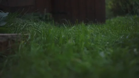 Man mows the grass with a trimmer, lawn mower Stock Footage 100897035