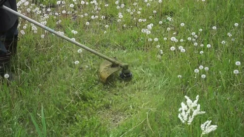 Man mows green grass, white dandelions with a gasoline trimmer. Stock Footage 155469347