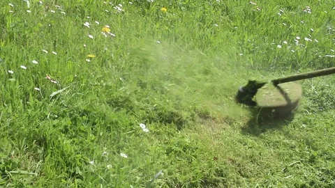 Man  mows green wild grass with brush cutter, close up Video stock 103276855
