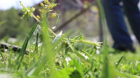 Man mows green wild grass with brush cutter, hd video Video stock 103278583