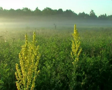  man mows hay 스톡 동영상 671437