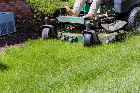 Man mows lawn using gasoline-powered self-propelled lawn mower Foto stock