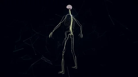 Man Nervous System v1 4k Stock Footage 145839737