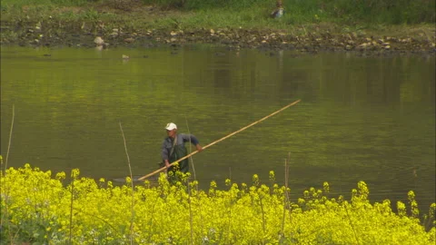 Man netting small fish, frogs. Rape seed (Canola) crop foreground. Stock Footage 132134440