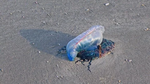 Man-O-War Stock Footage 324608595