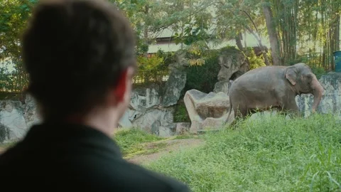 Man observing large elephant in open zoo. Stock Footage 246874410