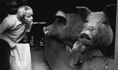 A man observing the pigs 스톡 사진