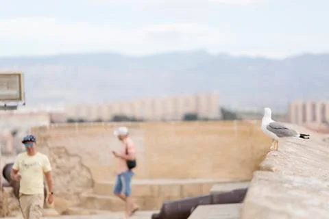 Man observing a seagull Stock Photos