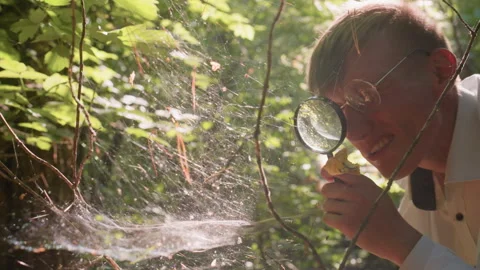 Man Observing Spider Web With Magnifying Glass In Forest Stock Footage 321108749