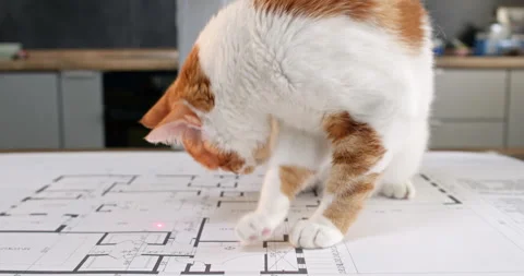 Man office worker moves laser quickly along office desk with cat Stock Footage 314728534