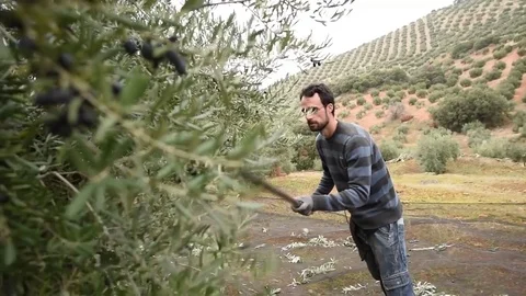 Man in olive il harvest Stock Footage 71280247