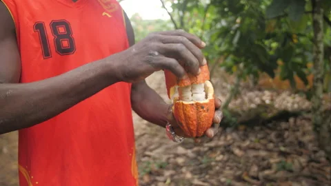 A man opens and shows us the fruit of an opened cocoa pod, in Ivory Coast Stock Footage 221572148