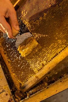 Man opens bee honeycomb with a tool to collect honey Stock Photos