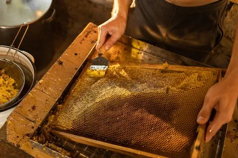 Man opens bee honeycomb with a tool to collect honey Stock Photos
