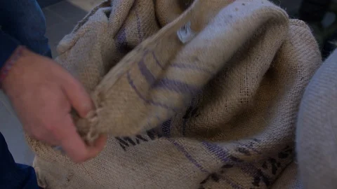 The man opens sack,puts his hands in it and pulls out handful of coffee beans. Stock Footage 105879219