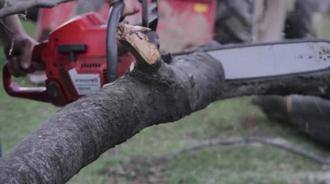 Man operates a chainsaw which cut the branches of a tree in the forest Stock Footage 59437380