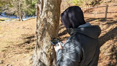 Man operating drone controller with smartphone in sunny forest park outdoors Stock Photos