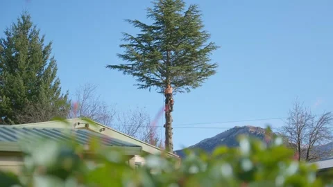 Man or arborist hanging from tree with chainsaw for tree removal service Stock Footage 289416201