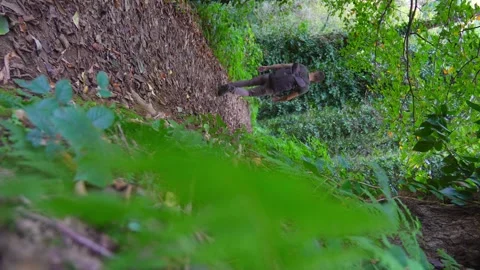 Man or guy walking through green forest on pedestrian path. Video stock 256906312