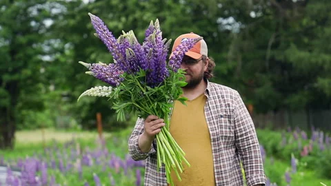 A man in an orange shirt in a field picking lupines 스톡 동영상 276879367