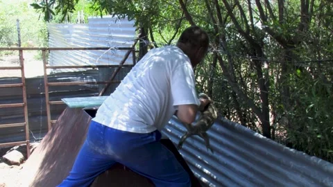 Man outdoors trying to catch and safely remove and relocate african a Rock .. Stock Footage 254615531