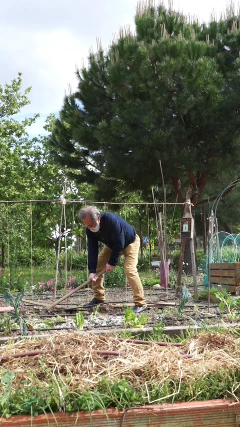 Man over 60 years old working in a community garden Stock Footage 275712971