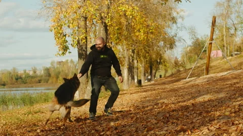 Man owner is playing with German shepherd dog in the autumn park close-up Stock Footage 262084392