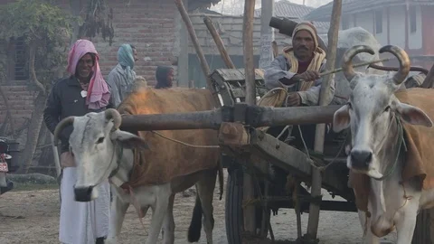 Man on Oxcart in Nepal Stock Footage 73423286