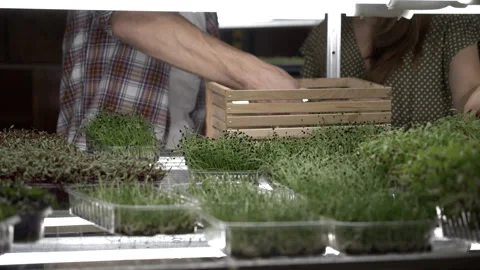 Man packing microgreens for delivery Stock Footage 255229709