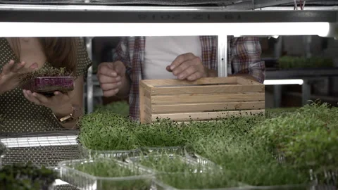 Man packing microgreens for delivery Stock Footage 255243893