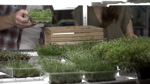Man packing microgreens for delivery Stock Footage 255244428