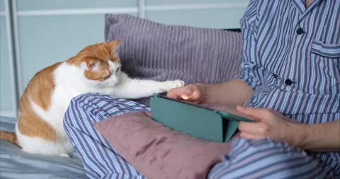 Man in pajamas sitting on bed using tablet with cat playing with hand, 4K Stock Footage 220933176